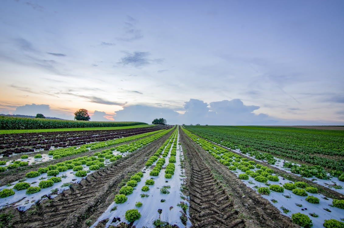 Organic herb fields at sunset